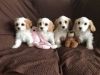 Cavachon Puppies for adoption