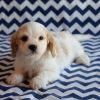 Cavachon Puppies 2x Girls And 2x Boys for sale