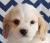 Cavachon / Bison Frise Puppys for sale