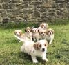 6 Perfect Little Cavachon Pups