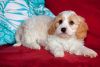 Adorable Cavachons From Health-tested Parents