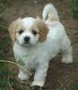 Wonderful Cavachon Puppies For Sale