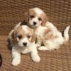 Wonderful Cavachon Puppies For New Homes