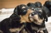 We have a beautiful litter of Cavachon puppies for adoption