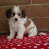 Stunning Cavachon Puppies Available For Sale