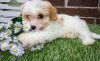 Potty trained Cavachon Puppies For Sale