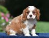 lovable Cavalier puppy