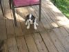 energetic Cavalier King Charles Spaniel Puppies