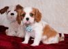 Excellent Cavalier King Charles puppies