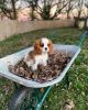 Cavalier Purebred Puppy Available At Low Cost For Sale
