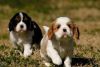 Purebred Cavalier King Charles Spaniel PUPPIES for sale