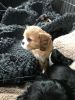 Health tested parents kc registered cavalier King Charles puppies