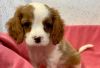 KC Cavalier King Charles Spaniel pups from Health Tested Parents