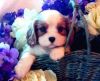 Cavalier King Charles Spaniels Puppies