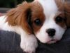 cavalier king Charles puppies for rehoming