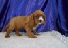 Super Adorable Cavalier King Charles Puppies