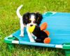 Cavalier King Charles Spaniel Pups Ready Now