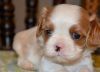 Cavalier King Charles Puppies Here Now