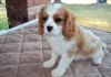 Cute Cavalier King Charles Spaniel Puppies Avail