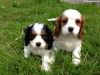 2 Cavalier King Charles Spaniel puppies