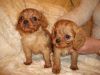 Very Pretty Cavalier King Charles Puppies