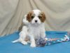Elegant Cavalier King Charles Pups For Your Home