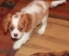 Cavalier King Charles Puppies for Adoption