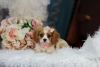 Super Cute Cavalier King Charles Puppies!!