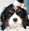 Lovable King Charles Spaniels Puppies