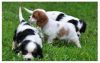 Pure Cavalier King Charles Spaniel Puppies