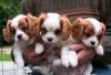 Beautiful Cavalier King Charles Puppies For Sale