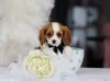 Adorable Cavalier King Charles