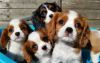 Cavalier King Charle Spaniels Available