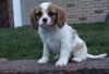 adorable Cavalier King Charles Spaniel puppies