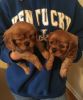 ery handsome AKC registered Cavalier puppies