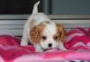 Cute Cavalier King Charles Pups for Sale