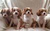 Blenheim Cavlier King Charles Spaniel Puppies Available Now