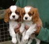 X-Mas 2 Cavalier King Charles puppies Ready for their hew home now