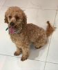 Red Toy Poodle Stud, Kc Reg, Pra Clear Share Tweet +1 Pin it