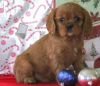 Rover is a cute and lovable Cavalier puppy with a charming personality