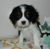 Frisky, akc cavalier king charles spaniel puppies for sale