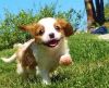 Brave and healthy Cavalier king Charles spaniel puppies for sale