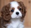 akc Cavalier King Charles Spaniel puppies