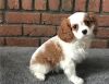Astonishing kid friendly Cavalier king charles puppy for your home