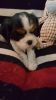 AKC CAVALIER KING CHARLES PUPPIES
