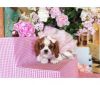 fbvcbfhbdfd Adorable Cavalier King Charles Puppies