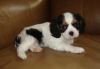 Adorable little Cavapoo Puppies available