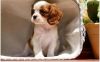 Stunning Cavalier King Charles Spaniel Puppies