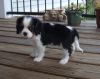 Cavalier King Charles Pups For Adoptoin