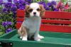 beautiful Cavalier King Charles Spaniel puppies